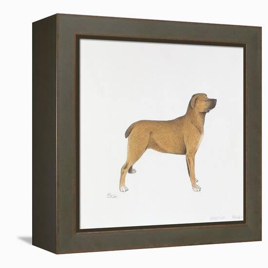 Belgian Mastiff-null-Framed Premier Image Canvas