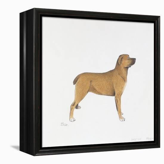 Belgian Mastiff-null-Framed Premier Image Canvas