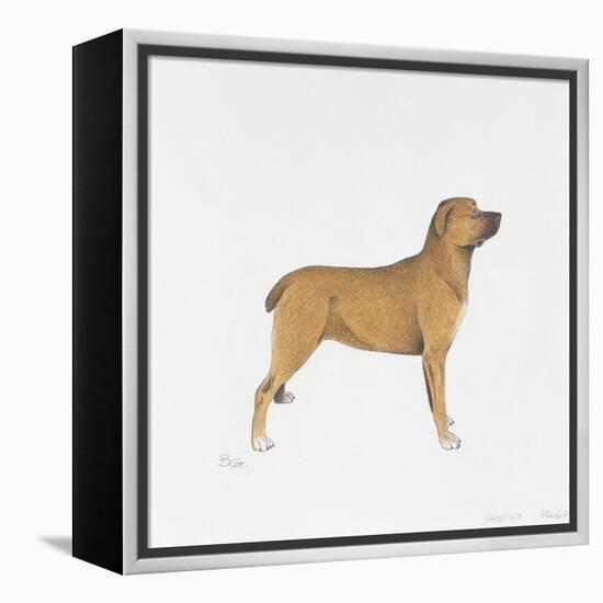 Belgian Mastiff-null-Framed Premier Image Canvas