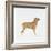 Belgian Mastiff-null-Framed Giclee Print