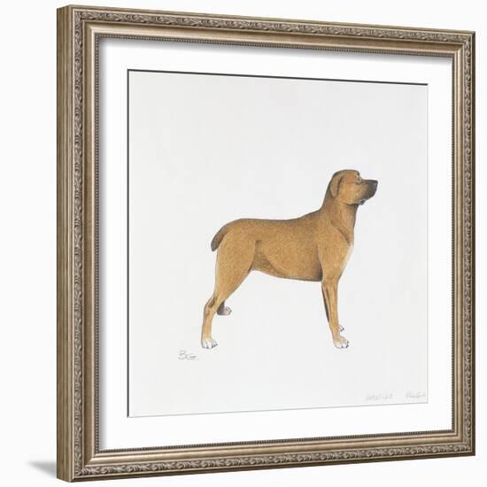 Belgian Mastiff-null-Framed Giclee Print