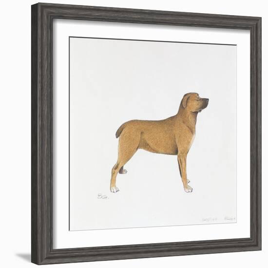 Belgian Mastiff-null-Framed Giclee Print