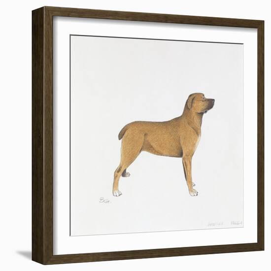 Belgian Mastiff-null-Framed Giclee Print
