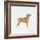 Belgian Mastiff-null-Framed Giclee Print