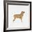 Belgian Mastiff-null-Framed Giclee Print