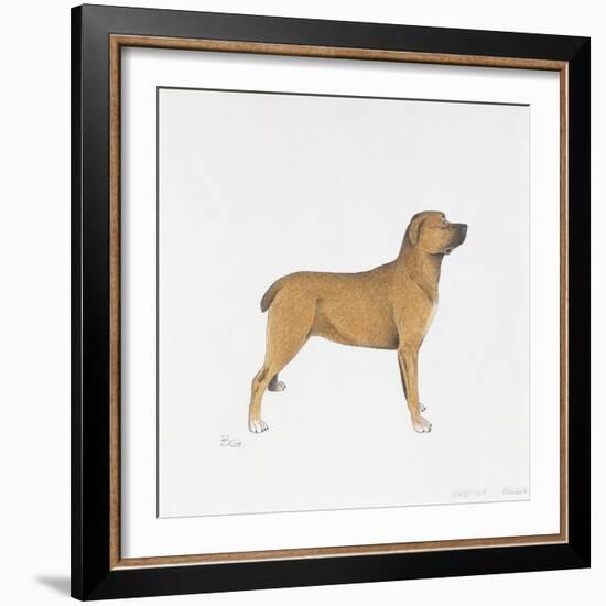 Belgian Mastiff-null-Framed Giclee Print