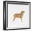 Belgian Mastiff-null-Framed Giclee Print