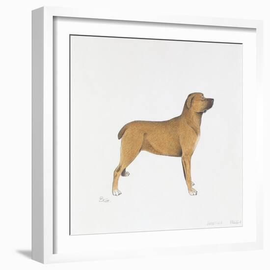 Belgian Mastiff-null-Framed Giclee Print