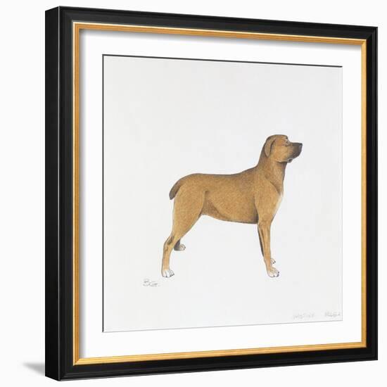 Belgian Mastiff-null-Framed Giclee Print