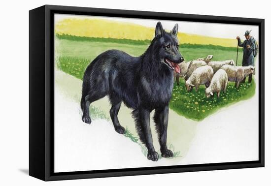 Belgian Sheepdog (Canis Lupus Familiaris) Guarding Flock-null-Framed Premier Image Canvas