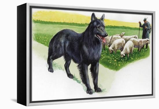 Belgian Sheepdog (Canis Lupus Familiaris) Guarding Flock-null-Framed Premier Image Canvas