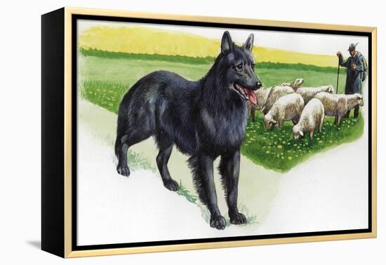 Belgian Sheepdog (Canis Lupus Familiaris) Guarding Flock-null-Framed Premier Image Canvas