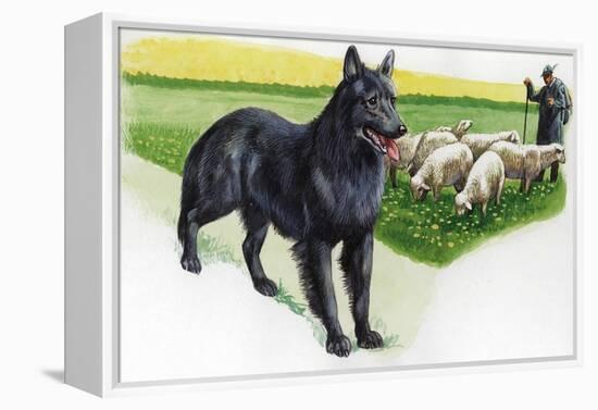 Belgian Sheepdog (Canis Lupus Familiaris) Guarding Flock-null-Framed Premier Image Canvas