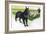 Belgian Sheepdog (Canis Lupus Familiaris) Guarding Flock-null-Framed Giclee Print