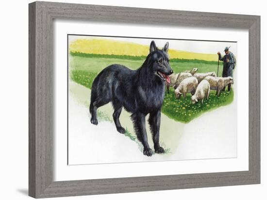 Belgian Sheepdog (Canis Lupus Familiaris) Guarding Flock-null-Framed Giclee Print