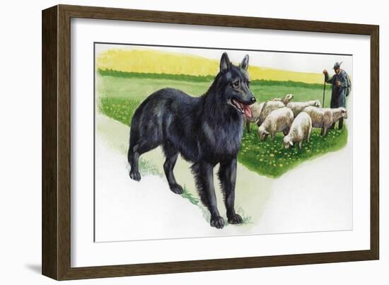 Belgian Sheepdog (Canis Lupus Familiaris) Guarding Flock-null-Framed Giclee Print