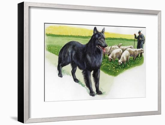 Belgian Sheepdog (Canis Lupus Familiaris) Guarding Flock-null-Framed Giclee Print