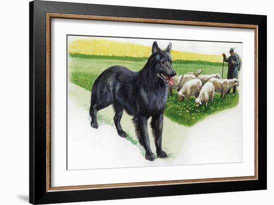 Belgian Sheepdog (Canis Lupus Familiaris) Guarding Flock-null-Framed Giclee Print