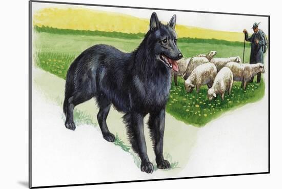Belgian Sheepdog (Canis Lupus Familiaris) Guarding Flock-null-Mounted Giclee Print