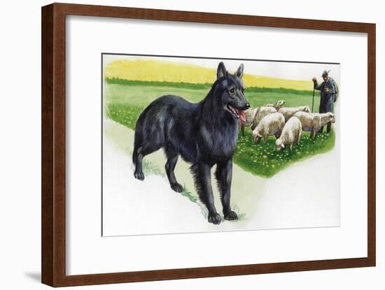 Belgian Sheepdog (Canis Lupus Familiaris) Guarding Flock-null-Framed Giclee Print