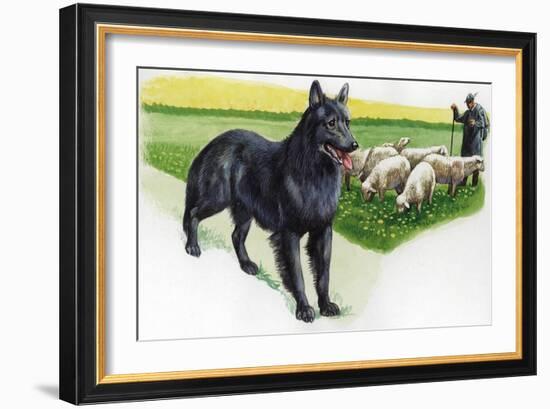 Belgian Sheepdog (Canis Lupus Familiaris) Guarding Flock-null-Framed Giclee Print