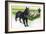 Belgian Sheepdog (Canis Lupus Familiaris) Guarding Flock-null-Framed Giclee Print