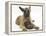 Belgian Shepherd Dog Puppy, Antar, 10 Weeks, Chewing a Child's Shoe-Mark Taylor-Framed Premier Image Canvas