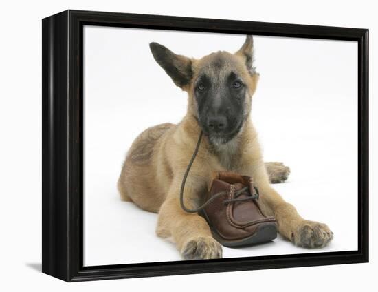 Belgian Shepherd Dog Puppy, Antar, 10 Weeks, Chewing a Child's Shoe-Mark Taylor-Framed Premier Image Canvas