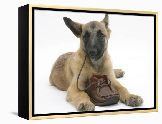 Belgian Shepherd Dog Puppy, Antar, 10 Weeks, Chewing a Child's Shoe-Mark Taylor-Framed Premier Image Canvas
