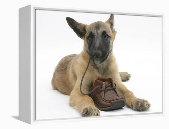 Belgian Shepherd Dog Puppy, Antar, 10 Weeks, Chewing a Child's Shoe-Mark Taylor-Framed Premier Image Canvas