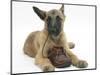 Belgian Shepherd Dog Puppy, Antar, 10 Weeks, Chewing a Child's Shoe-Mark Taylor-Mounted Photographic Print