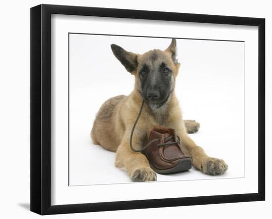 Belgian Shepherd Dog Puppy, Antar, 10 Weeks, Chewing a Child's Shoe-Mark Taylor-Framed Photographic Print