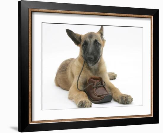 Belgian Shepherd Dog Puppy, Antar, 10 Weeks, Chewing a Child's Shoe-Mark Taylor-Framed Photographic Print