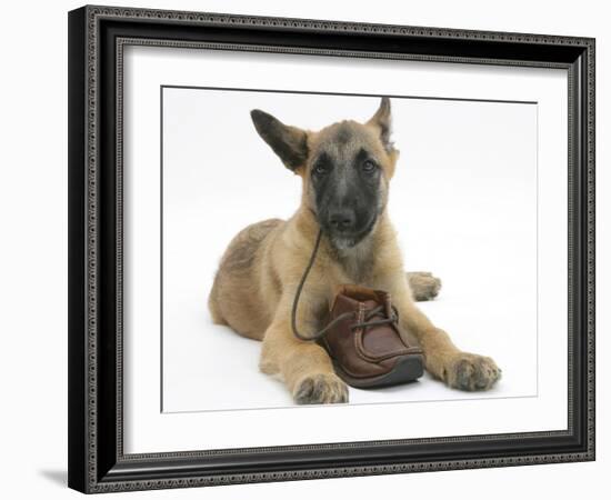 Belgian Shepherd Dog Puppy, Antar, 10 Weeks, Chewing a Child's Shoe-Mark Taylor-Framed Photographic Print