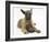 Belgian Shepherd Dog Puppy, Antar, 10 Weeks, Chewing a Child's Shoe-Mark Taylor-Framed Photographic Print