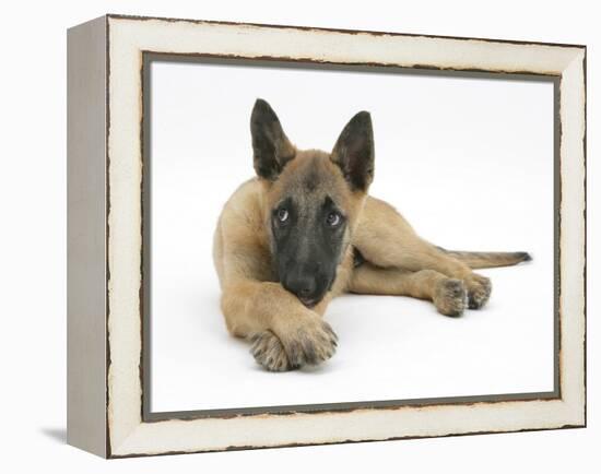 Belgian Shepherd Dog Puppy, Antar, 10 Weeks, Lying with Chin on Crossed Paws-Mark Taylor-Framed Premier Image Canvas