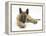 Belgian Shepherd Dog Puppy, Antar, 10 Weeks, Lying with Chin on Crossed Paws-Mark Taylor-Framed Premier Image Canvas