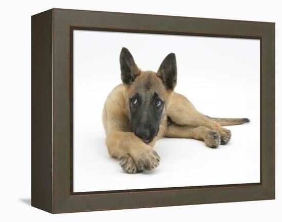 Belgian Shepherd Dog Puppy, Antar, 10 Weeks, Lying with Chin on Crossed Paws-Mark Taylor-Framed Premier Image Canvas