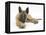 Belgian Shepherd Dog Puppy, Antar, 10 Weeks, Lying with Chin on Crossed Paws-Mark Taylor-Framed Premier Image Canvas