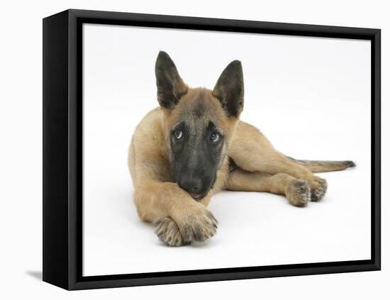 Belgian Shepherd Dog Puppy, Antar, 10 Weeks, Lying with Chin on Crossed Paws-Mark Taylor-Framed Premier Image Canvas
