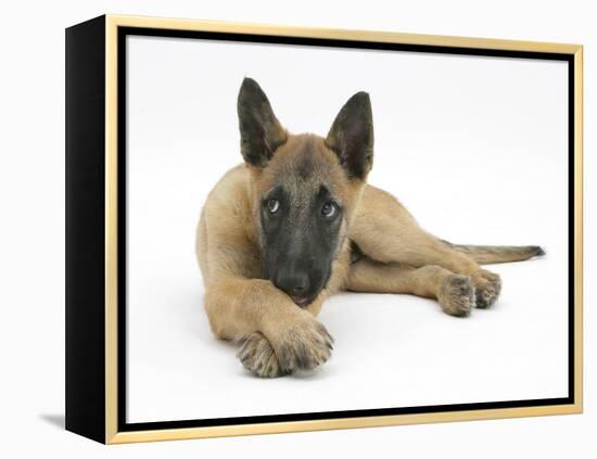 Belgian Shepherd Dog Puppy, Antar, 10 Weeks, Lying with Chin on Crossed Paws-Mark Taylor-Framed Premier Image Canvas