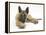 Belgian Shepherd Dog Puppy, Antar, 10 Weeks, Lying with Chin on Crossed Paws-Mark Taylor-Framed Premier Image Canvas