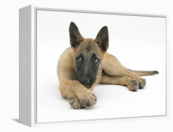 Belgian Shepherd Dog Puppy, Antar, 10 Weeks, Lying with Chin on Crossed Paws-Mark Taylor-Framed Premier Image Canvas