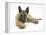 Belgian Shepherd Dog Puppy, Antar, 10 Weeks, Lying with Chin on Crossed Paws-Mark Taylor-Framed Premier Image Canvas