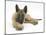 Belgian Shepherd Dog Puppy, Antar, 10 Weeks, Lying with Chin on Crossed Paws-Mark Taylor-Mounted Photographic Print