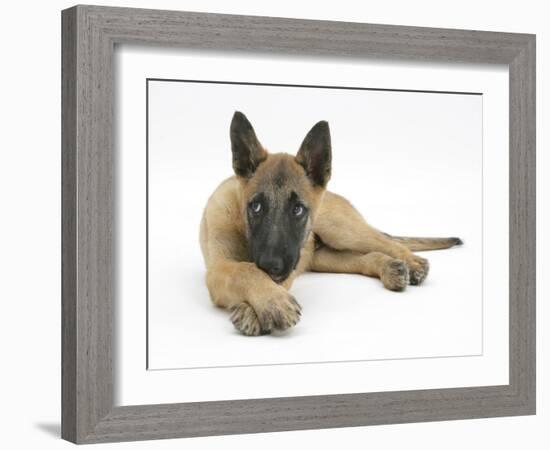 Belgian Shepherd Dog Puppy, Antar, 10 Weeks, Lying with Chin on Crossed Paws-Mark Taylor-Framed Photographic Print