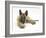 Belgian Shepherd Dog Puppy, Antar, 10 Weeks, Lying with Chin on Crossed Paws-Mark Taylor-Framed Photographic Print