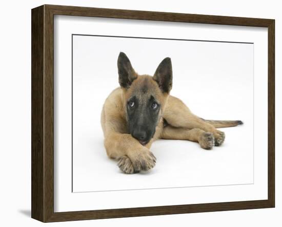 Belgian Shepherd Dog Puppy, Antar, 10 Weeks, Lying with Chin on Crossed Paws-Mark Taylor-Framed Photographic Print