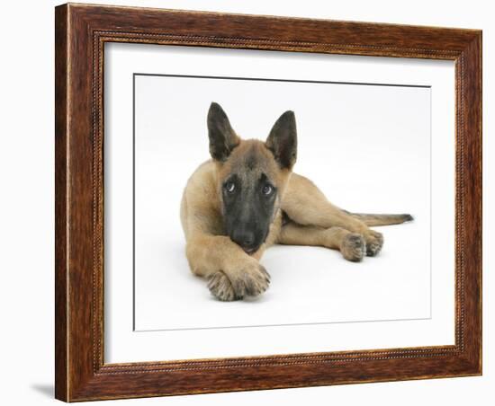 Belgian Shepherd Dog Puppy, Antar, 10 Weeks, Lying with Chin on Crossed Paws-Mark Taylor-Framed Photographic Print