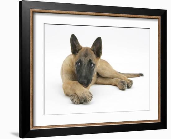 Belgian Shepherd Dog Puppy, Antar, 10 Weeks, Lying with Chin on Crossed Paws-Mark Taylor-Framed Photographic Print